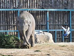 10 Hewan Paling Cerdas di Dunia, Ada yang Mengagetkan