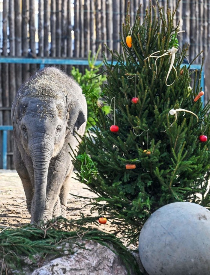 One-and-half-year-old Asian male baby elephant Samu and its mother 21 year-old elephant Angele inspect a Christmas tree at the exterior enclosure of the elephants' house at the Budapest Zoo and Botanical Garden on December 19, 2022. - Zoo keepers decorated the Christmas trees with vegetables and fruits. (Photo by Attila KISBENEDEK / AFP) (Photo by ATTILA KISBENEDEK/AFP via Getty Images)