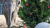 Para pawang menghiasi pohon Natal itu dengan sayuran dan buah-buahan. (Foto: AFP via Getty Images/ATTILA KISBENEDEK)
