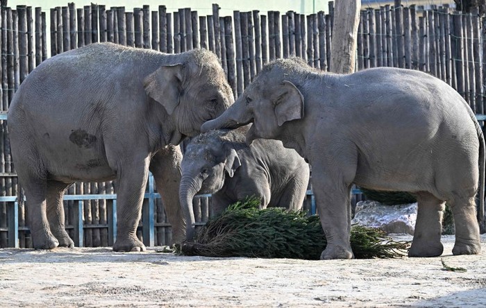 One-and-half-year-old Asian male baby elephant Samu and its mother 21 year-old elephant Angele inspect a Christmas tree at the exterior enclosure of the elephants house at the Budapest Zoo and Botanical Garden on December 19, 2022. - Zoo keepers decorated the Christmas trees with vegetables and fruits. (Photo by Attila KISBENEDEK / AFP) (Photo by ATTILA KISBENEDEK/AFP via Getty Images)