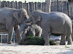 Mengapa Gajah Bisa Mengingat dengan Baik? Begini Penjelasannya