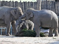 Studi Klaim Gajah Juga Punya Panggilan Tertentu untuk Temannya