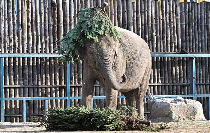 One-and-half-year-old Asian male baby elephant Samu and its mother 21 year-old elephant Angele inspect a Christmas tree at the exterior enclosure of the elephants' house at the Budapest Zoo and Botanical Garden on December 19, 2022. - Zoo keepers decorated the Christmas trees with vegetables and fruits. (Photo by Attila KISBENEDEK / AFP) (Photo by ATTILA KISBENEDEK/AFP via Getty Images)