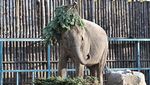 Potret Keluarga Gajah Bermain dengan Pohon Natal, Lucunya!