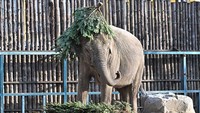 Lihat deh ulah keluarga gajah ini, lucu ya! (Foto: AFP via Getty Images/ATTILA KISBENEDEK)