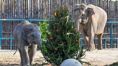 Potret Keluarga Gajah Bermain dengan Pohon Natal, Lucunya!