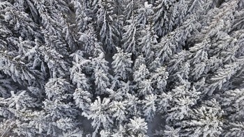 Lanjut, ada lanskap pepohonan yang tertutup salju di kawasan Pegunungan Harz, Jerman.