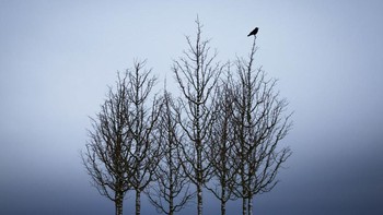 Seekor burung gagak bertengger di puncak pohon di kawasan Schleswig, Jerman.