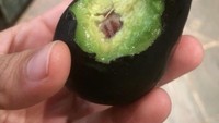 Tidak dipotong terlebih dahulu, netizen yang satu ini lebih suka menggigit langsung buah alpukat. Padahal cangkang alpukat cukup keras. Foto: Pool/Site