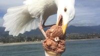 Sedang asyik abadikan es krim dengan pemandangan lautan lepas yang indah. Netizen malang ini malah harus berebutan es krim dengan burung yang mencurinya. Foto: Pool/Site
