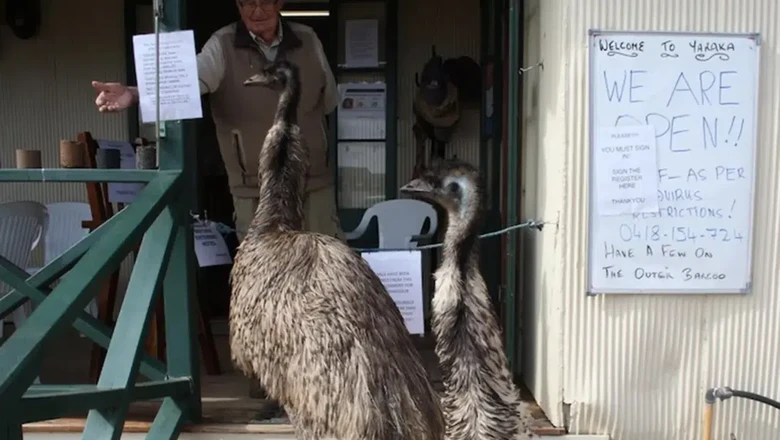 Burung Emu Pengacau di Australia Burung Emu Pengacau di Australia