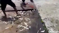 Di Indonesia juga ada loh. Kepulauan Seribu Jakarta sempat dilanda fenomena unik. Ikan-ikan di wilayah itu terlihat menepi ke daratan pada Minggu, 18 Desember 2022. Peristiwa ini ditemukan di beberapa titik di tepi daratan Pulau Bidadari, kepulauan Seribu. Warga sempat sempat panik karena menganggap peristiwa itu sebagai penanda adanya bencana gempa bumi. Namun, BMKG menjelaskan bahwa ikan yang menepi itu karena faktor oksigen, sumber makanan, hingga arus laut yang mendorongnya ke daratan. (dok Pribadi/Hidayat Arif)