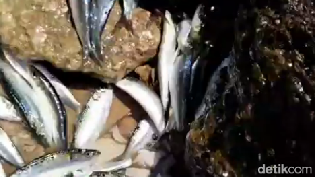 Fenomena ikan-ikan loncat ke daratan Pulau Bidadari, Kepulauan Seribu, viral di medsos. Peristiwa itu direkam seorang petugas Bea-Cukai Tanjung Priok. (dok Pribadi/Hidayat Arif)
