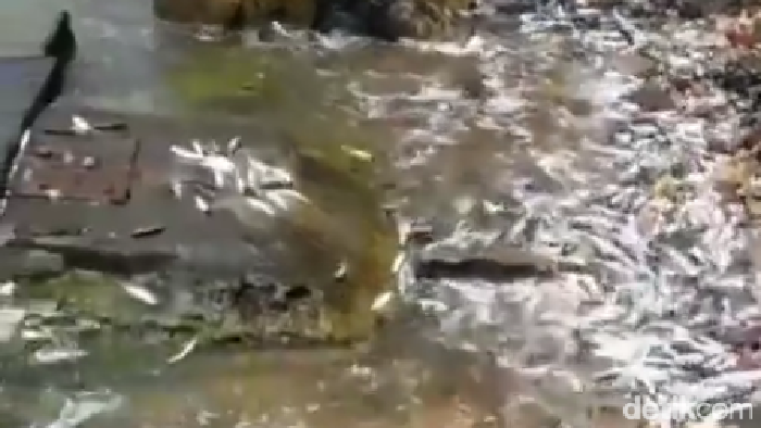 Fenomena ikan-ikan loncat ke daratan Pulau Bidadari, Kepulauan Seribu, viral di medsos. Peristiwa itu direkam seorang petugas Bea-Cukai Tanjung Priok. (dok Pribadi/Hidayat Arif)