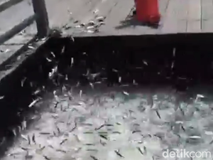 Pemprov DKI Ungkap Penyebab Ikan-ikan Loncat dari Laut ke Tepi Pulau Bidadari