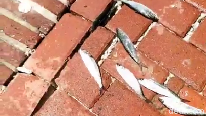 Fenomena ikan-ikan menepi di daratan Kepulauan Seribu, Jakarta, terjadi lagi. Kali ini, fenomena tersebut terjadi di Pulau Bidadari. BMKG memberi penjelasan. (dok pribadi/ Hidayat Arif)