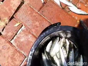 Viral! Ikan-ikan Laut Kembali Melompat ke Daratan di Jakut