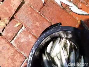 Fenomena Ikan Menepi di Kepulauan Seribu, Pertanda Apa?