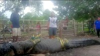 Kemunculan seekor buaya muara gegerkan warga Dusun 03, Desa Soliu, Kecamatan Amfoang Barat Laut, Kabupaten Kupang, Nusa Tenggara Timur (NTT), Selasa sore (20/12/2022). Foto: IST