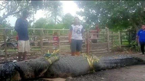 Kemunculan seekor buaya muara gegerkan warga Dusun 03, Desa Soliu, Kecamatan Amfoang Barat Laut, Kabupaten Kupang, Nusa Tenggara Timur (NTT), Selasa sore (20/12/2022).