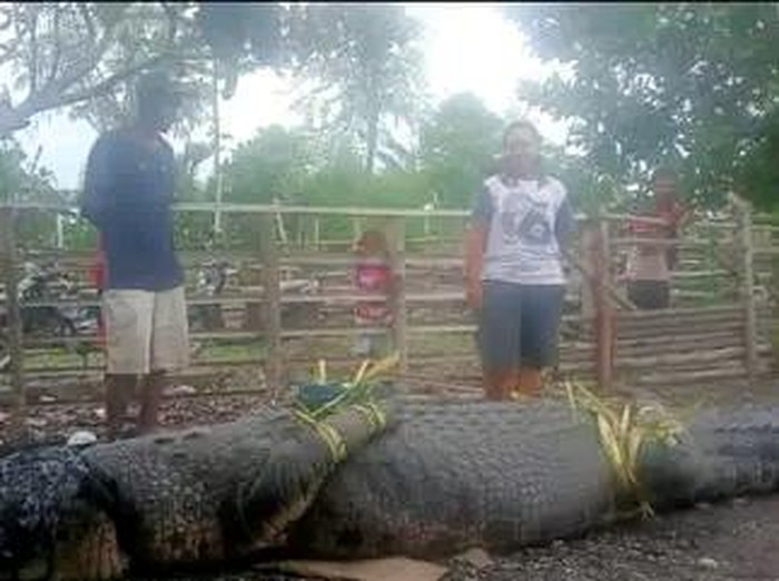 Kemunculan seekor buaya muara gegerkan warga Dusun 03, Desa Soliu, Kecamatan Amfoang Barat Laut, Kabupaten Kupang, Nusa Tenggara Timur (NTT), Selasa sore (20/12/2022).