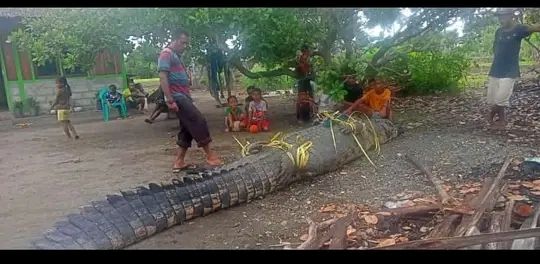 Kemunculan seekor buaya muara gegerkan warga Dusun 03, Desa Soliu, Kecamatan Amfoang Barat Laut, Kabupaten Kupang, Nusa Tenggara Timur (NTT), Selasa sore (20/12/2022).