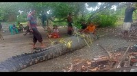 Kepala Desa Soliu Markus Akulas mengatakan untuk kali ini sudah empat ekor buaya yang ditangkap oleh warga. Menurutnya, buaya yang ditangkap hari ini sudah sempat memangsa satu ekor babi dan satu ekor sapi milik warga. Foto: IST