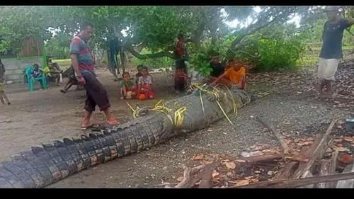 Kemunculan seekor buaya muara gegerkan warga Dusun 03, Desa Soliu, Kecamatan Amfoang Barat Laut, Kabupaten Kupang, Nusa Tenggara Timur (NTT), Selasa sore (20/12/2022).