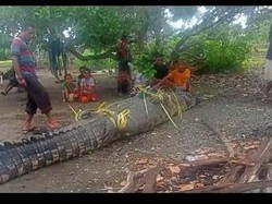Kepala Desa Soliu Markus Akulas mengatakan untuk kali ini sudah empat ekor buaya yang ditangkap oleh warga. Menurutnya, buaya yang ditangkap hari ini sudah sempat memangsa satu ekor babi dan satu ekor sapi milik warga. Foto: IST