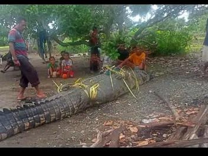 Kemunculan seekor buaya muara gegerkan warga Dusun 03, Desa Soliu, Kecamatan Amfoang Barat Laut, Kabupaten Kupang, Nusa Tenggara Timur (NTT), Selasa sore (20/12/2022).