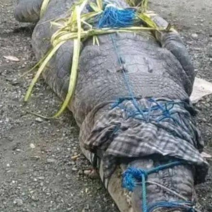 Penampakan buaya muara yang diperkirakan berukuran 4,9 meter dan berat 600 Kg di Dusun 03, Desa Soliu, Kecamatan Amfoang Barat Laut, Kabupaten Kupang, Nusa Tenggara Timur (NTT). Foto: IST