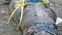 Foto: Penampakan buaya muara yang diperkirakan berukuran 4,9 meter dan berat 600 Kg di Dusun 03, Desa Soliu, Kecamatan Amfoang Barat Laut, Kabupaten Kupang, Nusa Tenggara Timur (NTT). Foto: IST