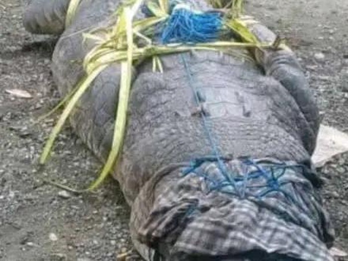 Penampakan buaya muara yang diperkirakan berukuran 4,9 meter dan berat 600 Kg di Dusun 03, Desa Soliu, Kecamatan Amfoang Barat Laut, Kabupaten Kupang, Nusa Tenggara Timur (NTT). Foto: IST