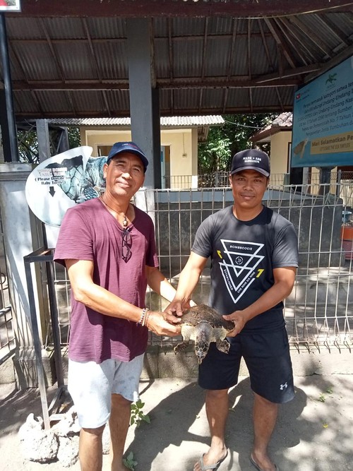 Pembersihan parasit pada karapas penyu sisik yang ditemukan terjerat jaring nelayan di perairan Desa Perancak, Kecamatan Jembrana, Kabupaten Jembrana, Selasa (20/12/2022).