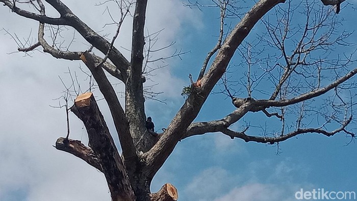 Potret pohon randu alas 3 abad di Klaten di hari ketiga ditebang. Foto diambil Selasa (20/12/2022).
