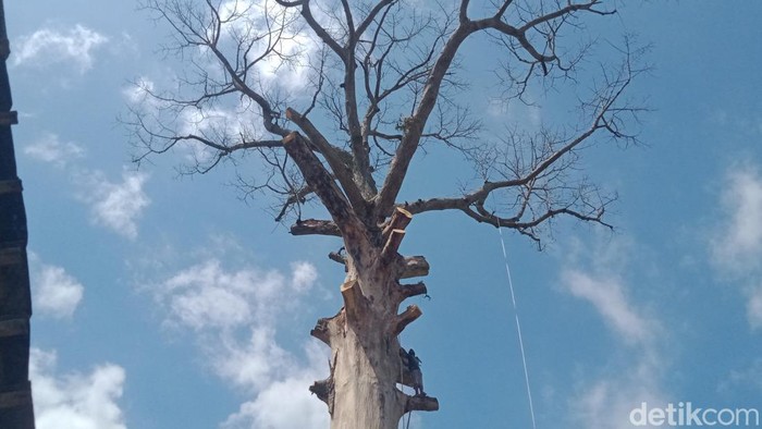 Potret pohon randu alas 3 abad di Klaten di hari ketiga ditebang. Foto diambil Selasa (20/12/2022).
