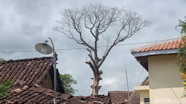 Potret pohon randu alas 3 abad di Klaten di hari ketiga ditebang. Foto diambil Selasa (20/12/2022).