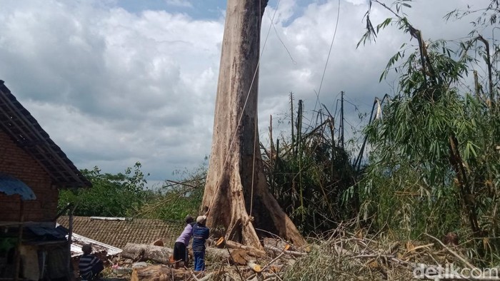 Proses pemangkasan randu alas berusia 3 abad di Delanggu, Klaten, Selasa (20/12/2022).
