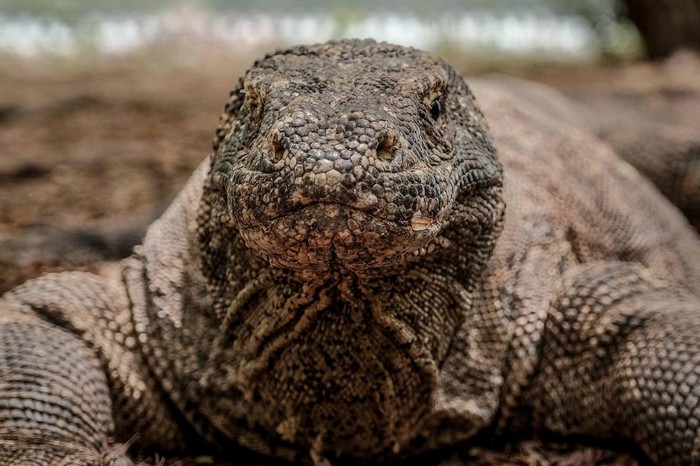Pulau Komodo