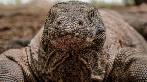 Tiket Komodo Rp 3,75 Juta Batal Naik
