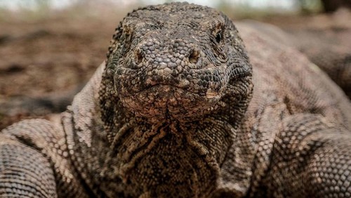 Pulau Komodo