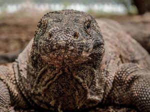 Warga Digigit Komodo Saat Cari Madu di Pulau Rinca