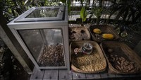 Kopi luwak adalah jenis kopi yang bersumber dari kotoran luwak Asia. Diketahui, kopi luwak ditemukan sejak abad ke-18, tepatnya pada masa penjajahan Belanda di Indonesia.