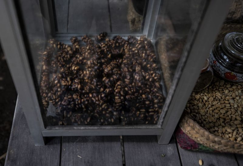 BALI, INDONESIA - 12 NOVEMBER: Seorang wanita mengolah biji kopi luwak di Bali, Indonesia pada 12 November 2022. Kopi luwak disebut juga kopi luwak merupakan salah satu jenis kopi yang bersumber dari kotoran musang Asia.  Kopi luwak adalah kopi yang terdiri dari buah kopi yang telah dicerna sebagian, yang telah dimakan dan dibuang kotorannya oleh musang palem Asia.  (Foto oleh Emin Sansar/Anadolu Agency melalui Getty Images)