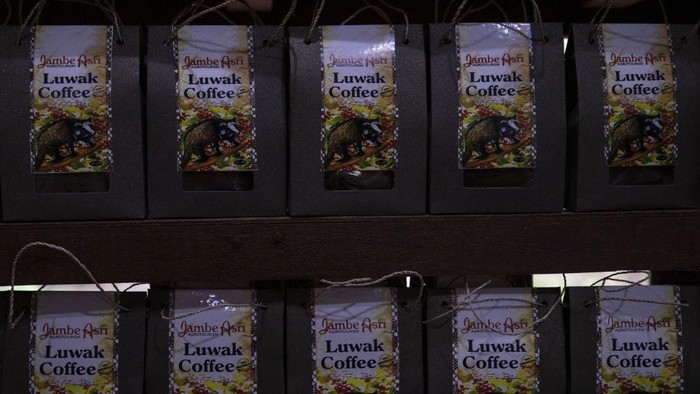 Salah Satu Kopi Termahal, Begini Proses Pembuatan Kopi Luwak di Bali BALI, INDONESIA - NOVEMBER 12: A woman processes civet coffee beans in Bali, Indonesia on November 12, 2022. Kopi luwak, also called civet coffee, is a type of coffee sourced from the excrement of the Asian palm civet. Kopi luwak is a coffee that consists of partially digested coffee cherries, which have been eaten and defecated by the Asian palm civet. (Photo by Emin Sansar/Anadolu Agency via Getty Images)