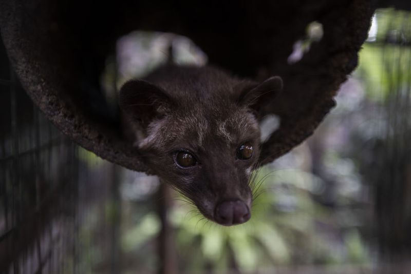 BALI, INDONESIA - NOVEMBER 12: A woman processes civet coffee beans in Bali, Indonesia on November 12, 2022. Kopi luwak, also called civet coffee, is a type of coffee sourced from the excrement of the Asian palm civet. Kopi luwak is a coffee that consists of partially digested coffee cherries, which have been eaten and defecated by the Asian palm civet. (Photo by Emin Sansar/Anadolu Agency via Getty Images)