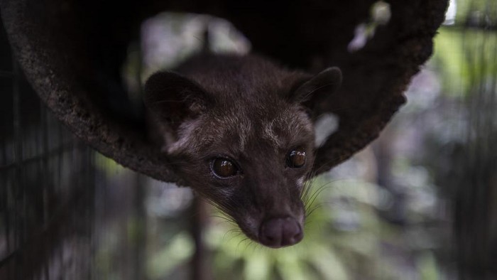 BALI, INDONESIA - NOVEMBER 12: A woman processes civet coffee beans in Bali, Indonesia on November 12, 2022. Kopi luwak, also called civet coffee, is a type of coffee sourced from the excrement of the Asian palm civet. Kopi luwak is a coffee that consists of partially digested coffee cherries, which have been eaten and defecated by the Asian palm civet. (Photo by Emin Sansar/Anadolu Agency via Getty Images)