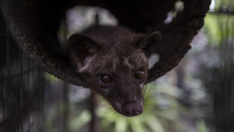 BALI, INDONESIA - NOVEMBER 12: A woman processes civet coffee beans in Bali, Indonesia on November 12, 2022. Kopi luwak, also called civet coffee, is a type of coffee sourced from the excrement of the Asian palm civet. Kopi luwak is a coffee that consists of partially digested coffee cherries, which have been eaten and defecated by the Asian palm civet. (Photo by Emin Sansar/Anadolu Agency via Getty Images)