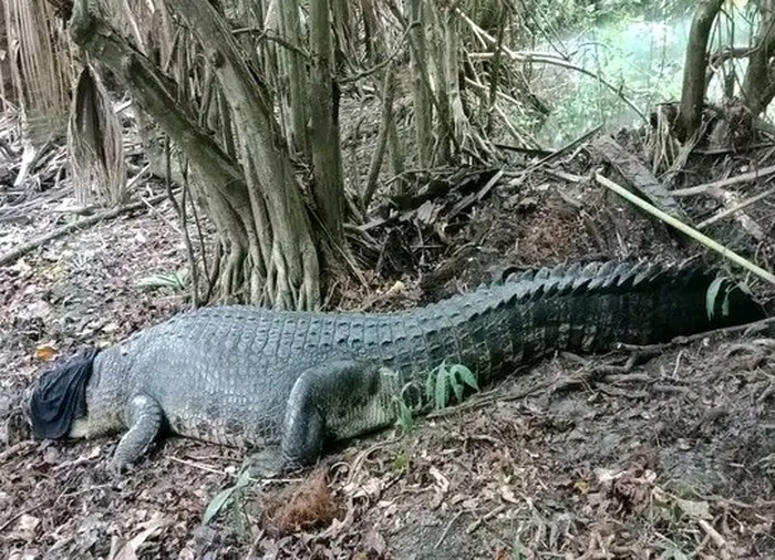 Salah satu warga Desa Soliu, Mordy Obes (36) menyebutkan buaya tersebut diketahui warga berjenis kelamin jantan. Saat ini telah dievakuasi ke rumah milik Polos Kuanaben sekitar pukul 17.20 Wita. Foto: IST) Salah satu warga Desa Soliu, Mordy Obes (36) menyebutkan buaya tersebut diketahui warga berjenis kelamin jantan. Saat ini telah dievakuasi ke rumah milik Polos Kuanaben sekitar pukul 17.20 Wita. Foto: IST)