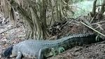 Penampakan Buaya Muara Raksasa yang Ditangkap-Gegerkan Warga Amfoang